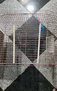 قفس
