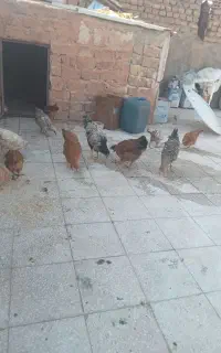 15 عدد جوجه بزرگ گلچین کن دونه 550