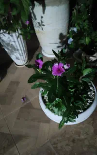 گل های شمال نشاع