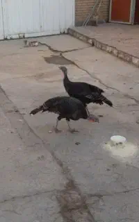 بوقلمون ماده ۲ عدد تخم گذار