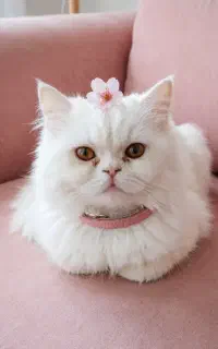 گربه پرشین ماده