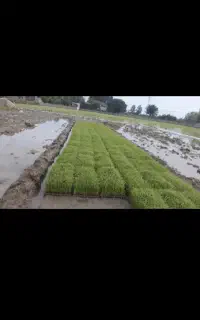 نشاهٔ هاشمی اصلاح شده 200 تومان باکسی