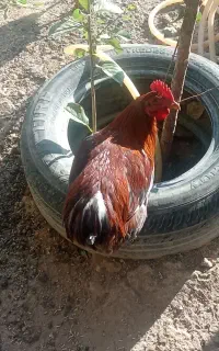 ۴عدد خروس محلی