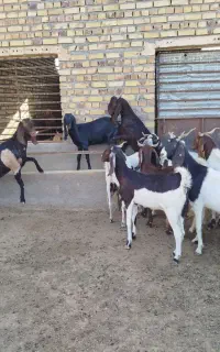 بز  کهره