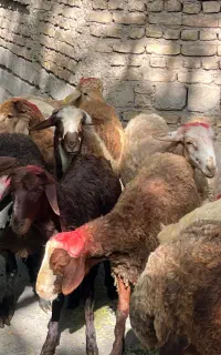 زنده گوش  بارکد دار