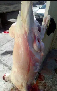 قصاب سیار ذبح‌ گاو گوسفند