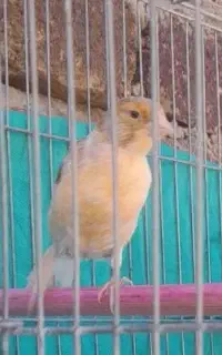 قناری ماده هوش  آهویی