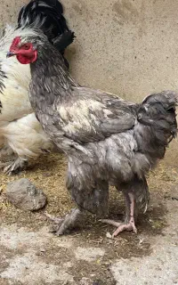 خروس بلو پاتریج برهما