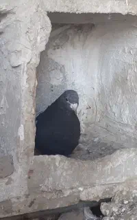 بالا صید شده