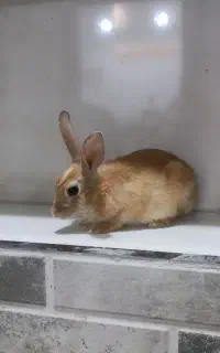 بچه خرگوش