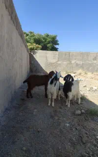 بزغاله