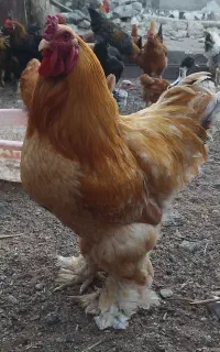 سه عدد خروس برهما