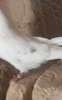 کبوتر دو عدد نر