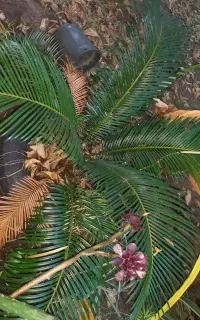 سیکاس