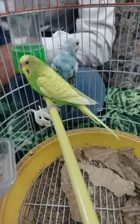 فروش دوعدد مرغ عشق