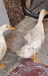 اردک