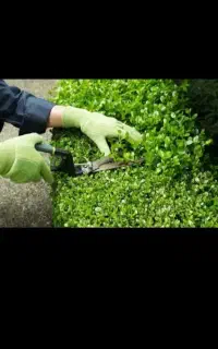 هرس کاری درختان پاییزی