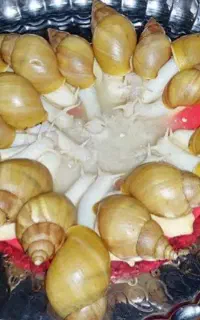 حلزون درانواع نژادها وسایزها وخاک مخصوص