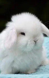 خرگوش دست‌ و پا کوتاه روسی