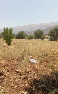 کاه نخود