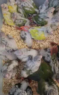 جوجه گرینچیک سرلاکی