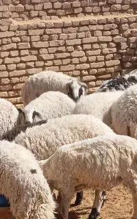 بره گمشده