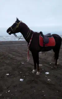 نریان عرب یکسر وارداتی