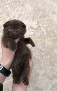 چاکلت اسکاتیش نر و ماده