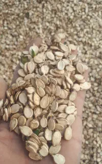 تخمه هندوانه آجیلی بذری