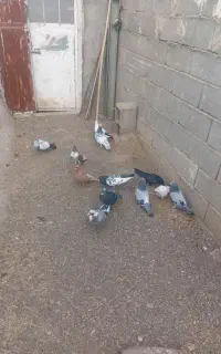 کبوتر تهرانی
