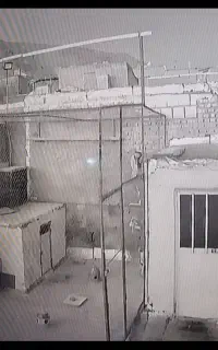 پرون کبوتر فروشی درجه یک