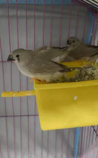 جوجه فنچ کینگ