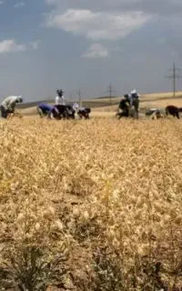 (کارگر نیاز دارم فوری)