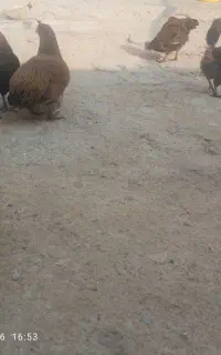 مرغ تخم گذار بفروش میرسد