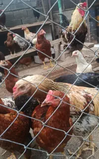 فروش خروس محلی.