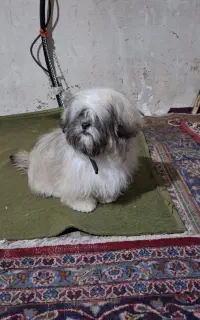 پاکوتامهربان وکاملاخانگی