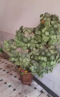 درختچه