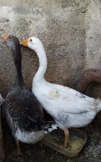 پرنده