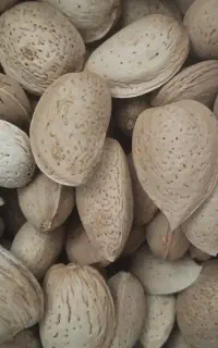 فروش بادام