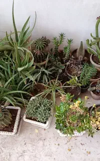 گل و گیاه خانگی