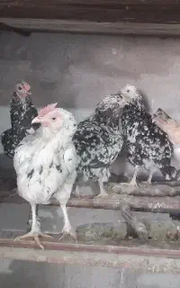 تخم مرغ نطفه دار