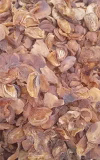 برگه زردآلو افتابی