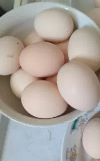 تخم مرغ طبیعی تازه مناسب خوراک و جوجه کشی