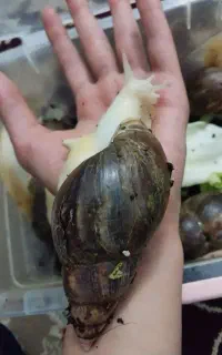 حلزون مولد اچاتینا