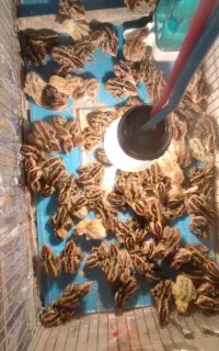 جوجه بلدرچین یک هفته ای