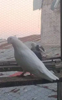 کبوتر پرشی