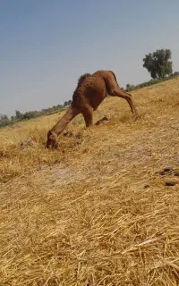 فروش