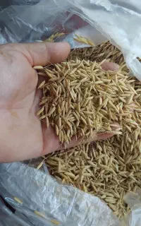 جو هاشمی