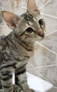 واگذاری دوتا گربه dsh