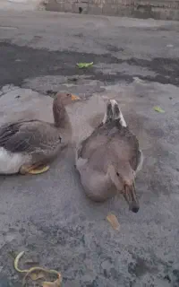 همه